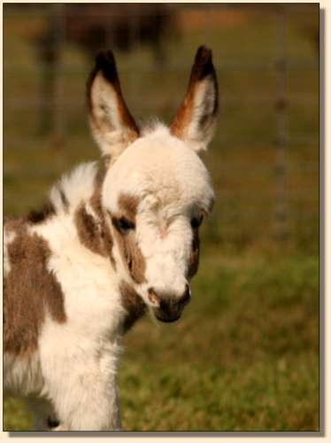 HHAA Hez'n Cahoots, miniature donkey newborn at Half Ass Acres