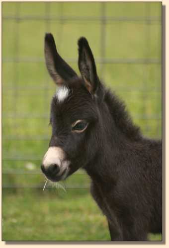 Miniature donkey for sale, HHAA Incognito (Nito)