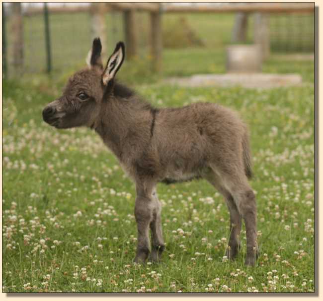 Miniature donkey for sale, Just Jack