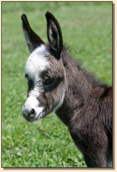 HHAA Shinola, miniature donkey jennet born at Half Ass Acres Miniature Donekys.