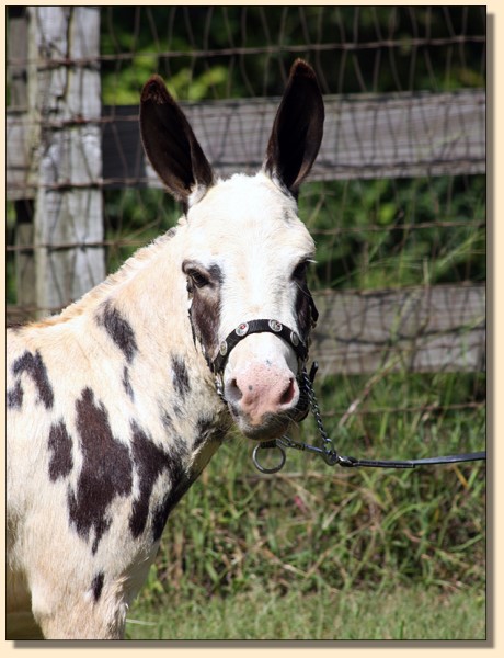 HHAA Alphabet Zoup, Tyger Spotted Miniature Donkey Jennet born at Half Ass Acres.