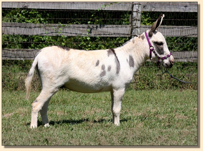 HHAA Moon Knight (Bubba), 32.5" Gray/White Spotted Gelding for sale at Half Ass Acres in Chapel Hill, Tennessee.