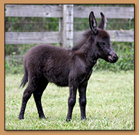SAMD Gun's Up, Dark Brown Gelding born at Southern Asspitality Miniature Donkeys.