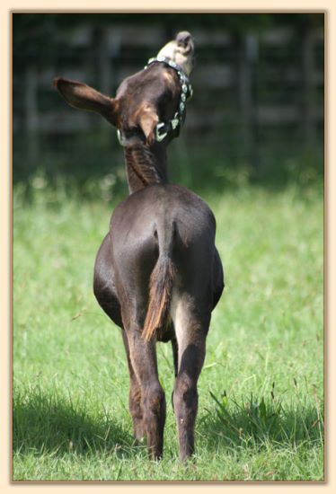 Click photo of miniature donkey to enlarge image