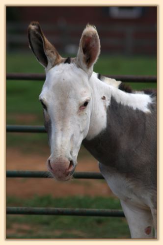 Click photo of spotted miniature donkey to enlarge