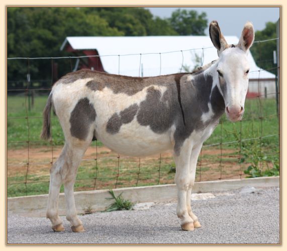 Click photo of spotted miniature donkey to enlarge