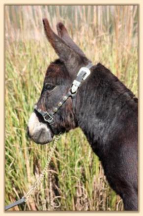 Dan D Lion, black miniature donkey gelding for sale