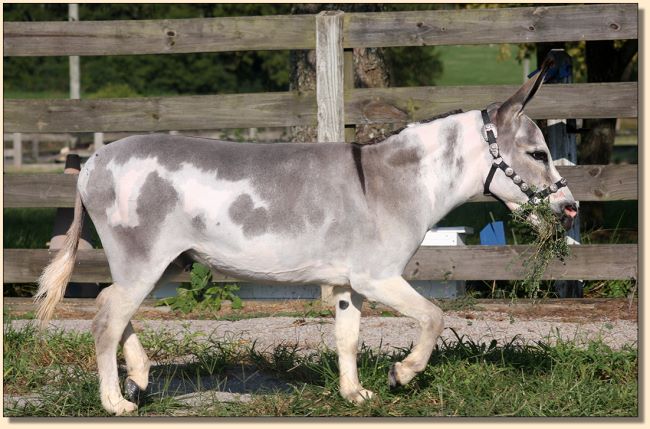 Little Miracles Drummer Boy, spotted miniature donkey gelding for sale.