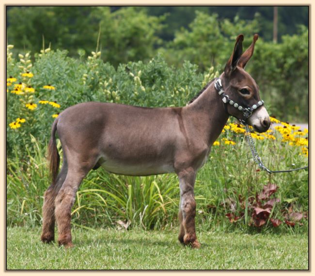 Shell Acres Sweet Georgie Brown, miniature donkey gelding for sale