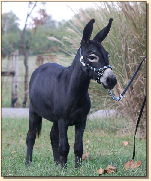 Kit Kat Kandy, black miniature donkey jennet for sale at Half Ass Acres