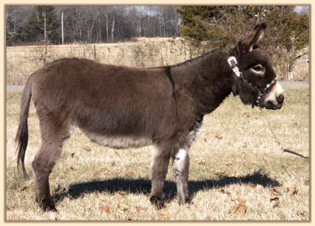 Parkway Farms Mocha, dark brown miniature donkey jennet for sale at Half Ass Acres