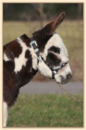 Parkway Farms Scout, dark brown and white spotted miniature donkey jack for sale