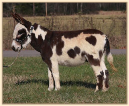 Parkway Farms Scout, dark brown and white spotted miniature donkey jack for sale