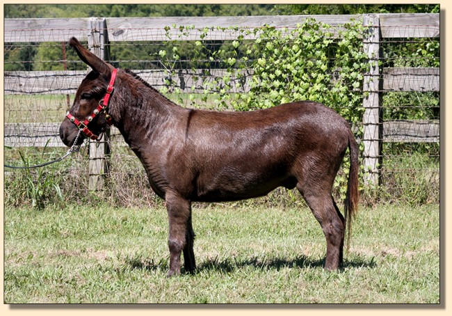 Legandary's the Cisco Kid, Show Quality Miniature Donkey Gelding For Sale