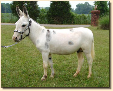 Ass-Pirin Acres Spectacular ~ May 31st, 2007