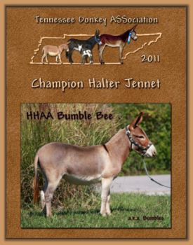 2011 Tennessee Donkey ASSociation High Point Halter Jennet!