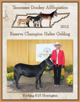 Reserve Champion Halter Gelding for Tennessee!