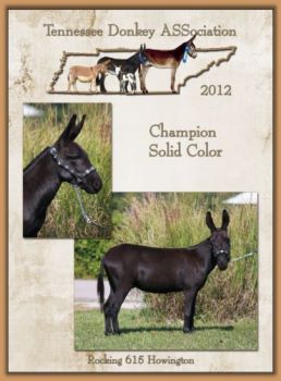 Champion High Point Color Donkey for Tennessee!