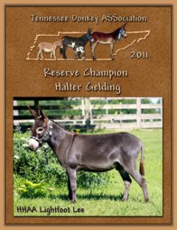 2011 Tennessee Donkey ASSociation's Reserve High Point Halter Gelding!