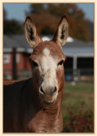 Windcrest Firefly, dark red miniature donkey jack with star