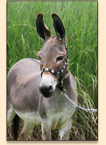 Troytown's Trick 'em Tru SC, miniature donkey brood jennet for sale at Half Ass Acres.