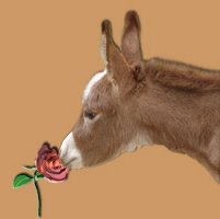 Kissed by a Rose - copywight Half Ass Acres Miniature Donkeys - Do Not Steal!