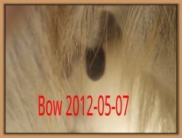 Bow 2012-05-07