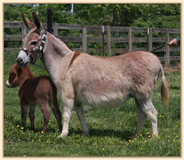 Windcrest Amber Rose, brood jennet at Half Ass Acres Miniature Donkeys