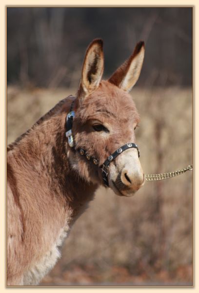 Windcrest Amber Rose, brood jennet at Half Ass Acres Miniature Donkeys