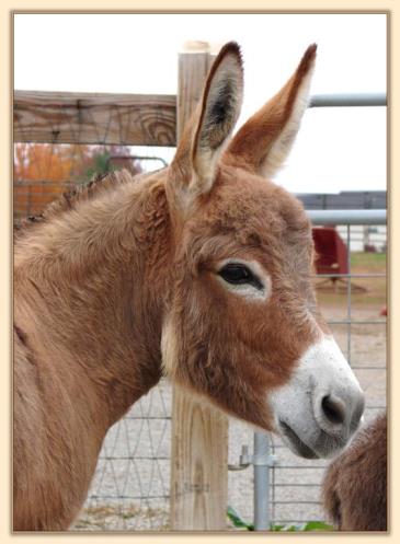 Jalan's Morning Glow, miniature donkey brood jennet at Half Ass Acres