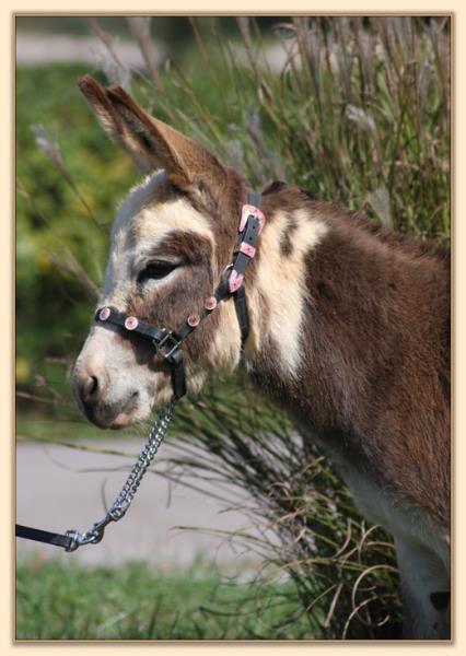 Little Miracles Have Faith, Spotted Miniature Donkey