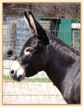 Sunset Acres Meggie Mae