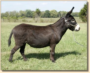 Sunset Acres Meggie Mae