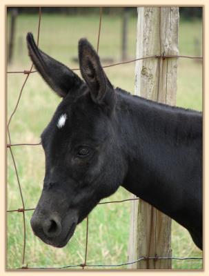 Itsy Bitsy Stardance, miniature donkey brood jennet at Half  Ass Acres