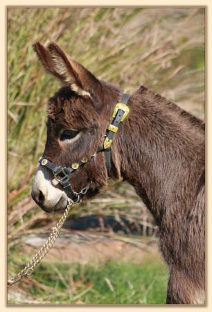 West Prairie Tina, 29.25" brown miniature donkey brood jennet at Half Ass Acres