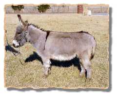 miniature donkey Andy (7576 bytes)
