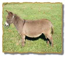 Miniature Donkey Gelding Fella (7636 bytes)