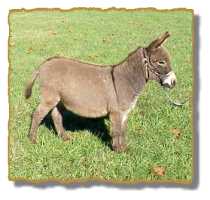 Miniature Donkey Gelding Fella (7014 bytes)