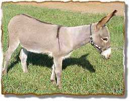 Miniature Donkey Gelding, Jim (10,040 bytes)