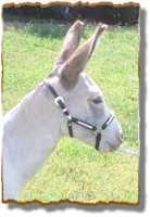 Miniature Donkey Jo Jo (4437  bytes)