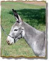 Miniature Donkey Gelding, Joseph(5774 bytes)