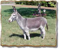Miniature Donkey Gelding, Joseph (9417  bytes)