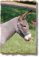 Miniature Donkey Gelding, Lightning (5478  bytes)