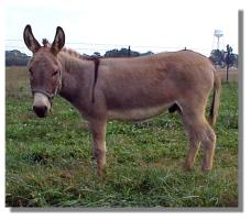 miniature donkey Max (9771 bytes)