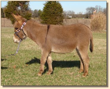 Click photo of miniature donkey to enlarge image