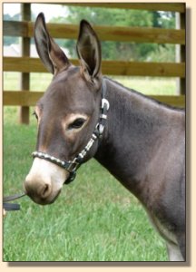 Click photo of miniature donkey to enlarge image