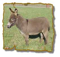 Miniature Donkey Gelding Nonnie (6093 bytes)