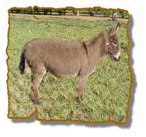 Miniature Donkey Gelding Nonnie (7144 bytes)