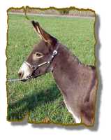 Miniature Donkey Gelding Nus (5127 bytes)