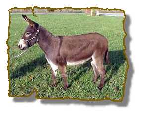 Miniature Donkey Gelding Nus (10,798  bytes)